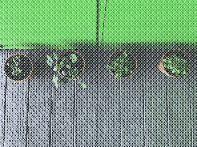 Plants in small clay pots left to right: 1 tomato, 1 baby pumpkin, 2 lettuce