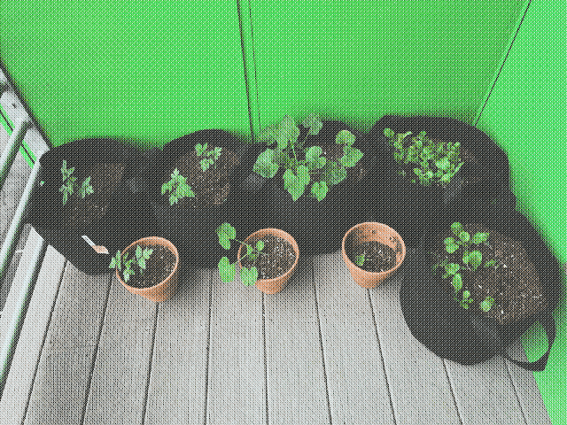 Plants in fabric grow bags left to right: 2 tomato, 1 baby pumpkin, 2 lettuce. Plants in small clay pots left to right: 1 tomato, 1 baby pumpkin, 1 full of scraps