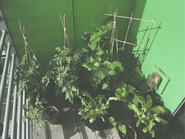Plants progressing through their life; the baby pumpkin plants especially.
